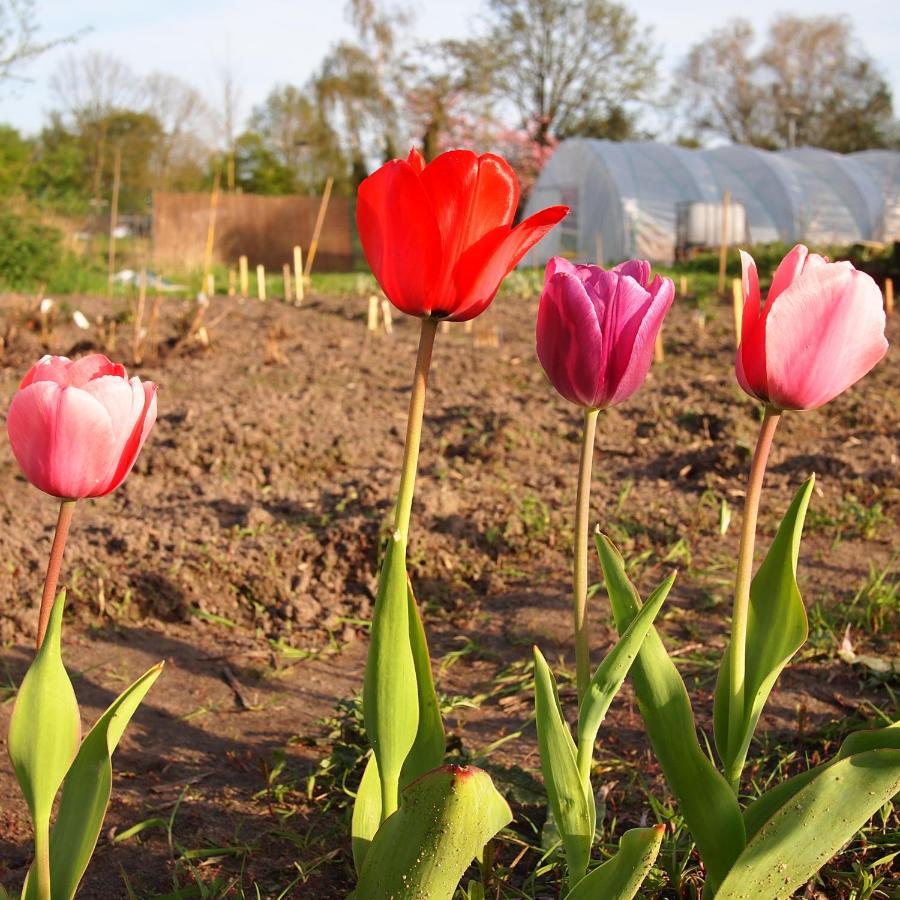 Amsterdam Farm Lodge מראה חיצוני תמונה